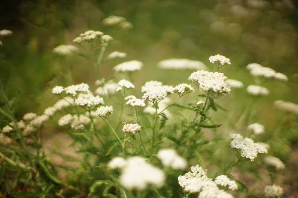 Yarrow Con Flores Blancas Crecen Jardín — Foto de Stock