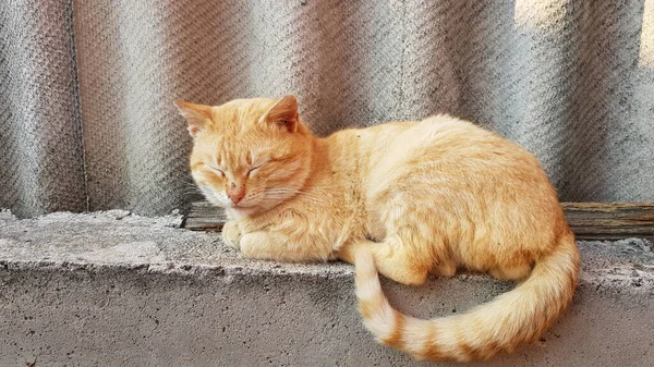 可爱的生姜猫睡在旧石板栅栏上 — 图库照片