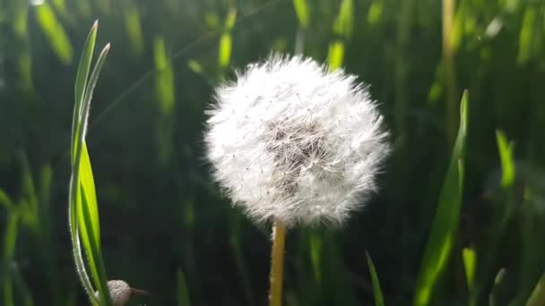 白色蓬松的蒲公英花朵生长在深绿色的草地上，太阳光四处飘扬 — 图库视频影像