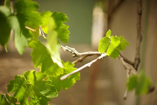 Adoráveis Folhas Uva Verde Ramo Verão — Fotografia de Stock