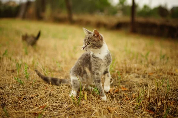 Belle chasse au chaton tricolore dans le jardin d'été. — Photo