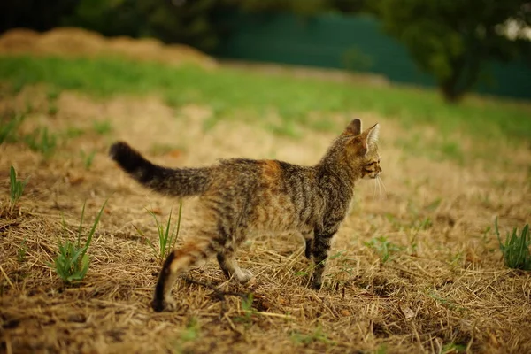 Lovely tabby kitten hunting in summer garden. — Stock Photo, Image