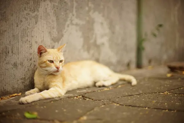 Милый желтый кот отдыхает летом возле старого каменного забора — стоковое фото