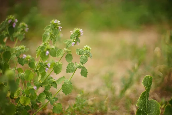 Lamiumpurpureum. ettåriga eller tvååriga örtartade växter. Vilda lila blommor växer i soligt fält. — Stockfoto