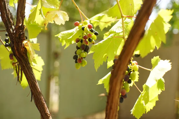 Dojrzewające winogrona rosnące w słonecznym ogrodzie letnim. — Zdjęcie stockowe