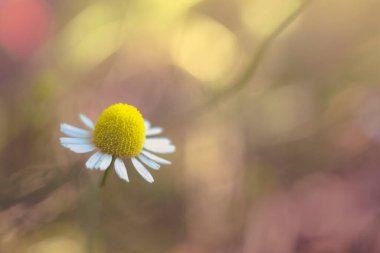 Küçük beyaz papatya çiçeği yaz bahçesinde yetişir.