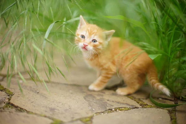 Ritratto Carino Gattino Zenzero Vicino Erba Verde Nel Giardino Estivo — Foto Stock