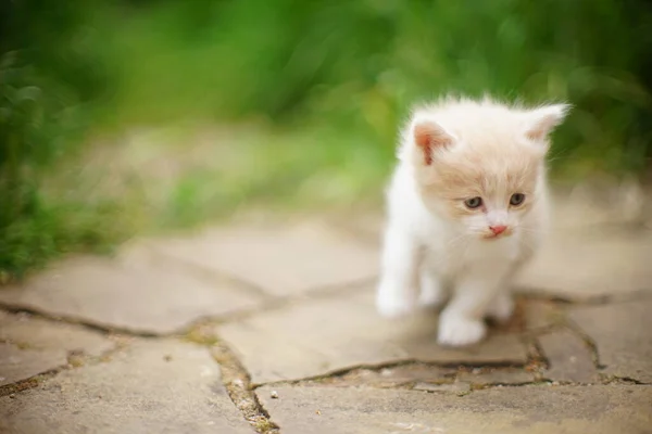 Ravissant Portrait Chaton Maine Coon Blanc Beige Près Herbe Verte — Photo