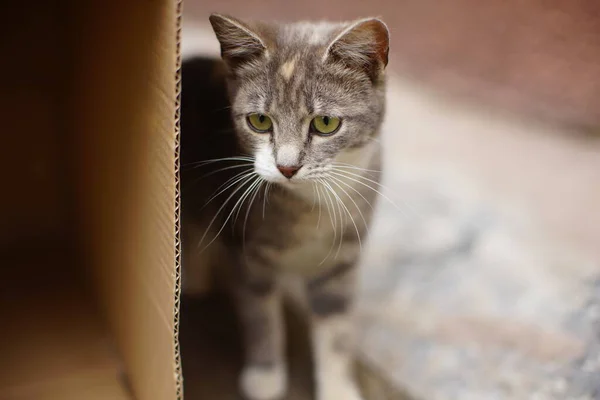 Adorável Tricolor Cinza Gatinho Espreita Por Trás Uma Caixa Papelão — Fotografia de Stock