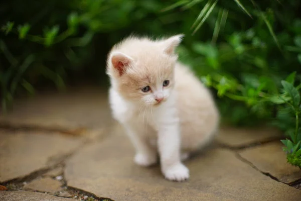夏の庭の緑の芝生の近くにベージュの白いメインコーン子猫の肖像画 — ストック写真