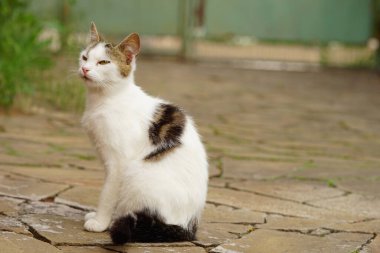 Beyaz benekli angora kedisi yaz bahçesinde oturuyor..