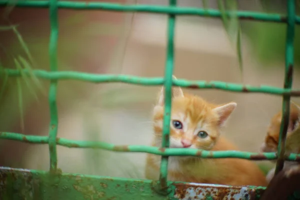 Paslı Bir Çitin Yeşil Parmaklıklarının Arkasındaki Kızıl Kedi Yavrusu — Stok fotoğraf