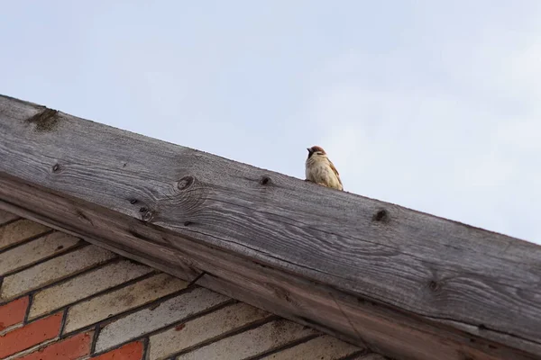 Sparv Fågel Sitter Taket Till Ett Hus Blå Himmel Bakgrund — Stockfoto