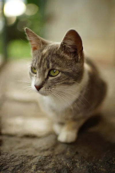 Трёхцветная Кошка Зелеными Глазами Отдыхает Летнем Дворе — стоковое фото