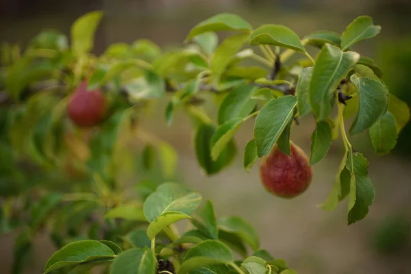 Red Ripe Pears Tree Branch Summer Garden — Stock Photo, Image