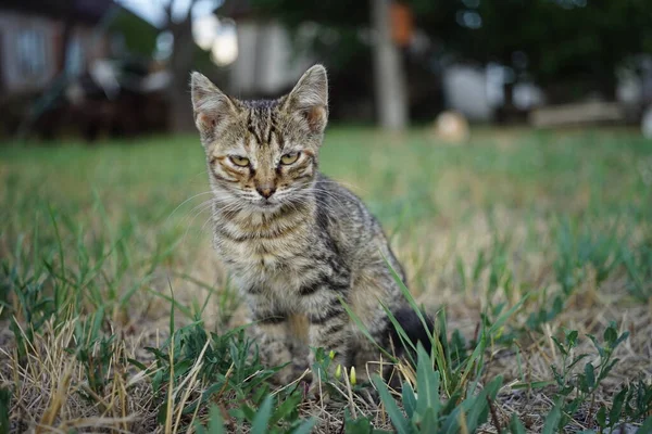 Cute Tabby Kotek Siedzi Ogrodzie Letnim Trawie — Zdjęcie stockowe