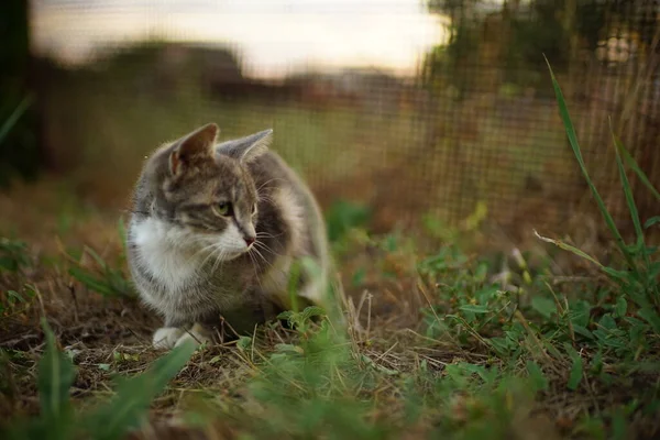 草の上の夏の庭に座っているグレーの子猫 — ストック写真
