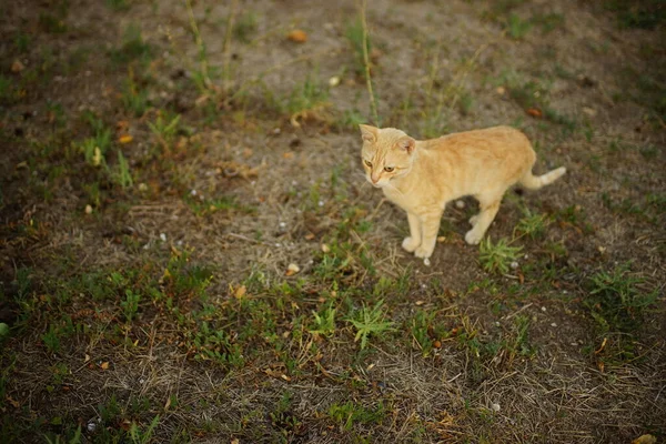 Tatlı Kızıl Kedi Yaz Bahçesinde Yürüyor — Stok fotoğraf