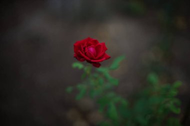 Kırmızı gül çiçeği karanlık yaz bahçesinde yetişir.
