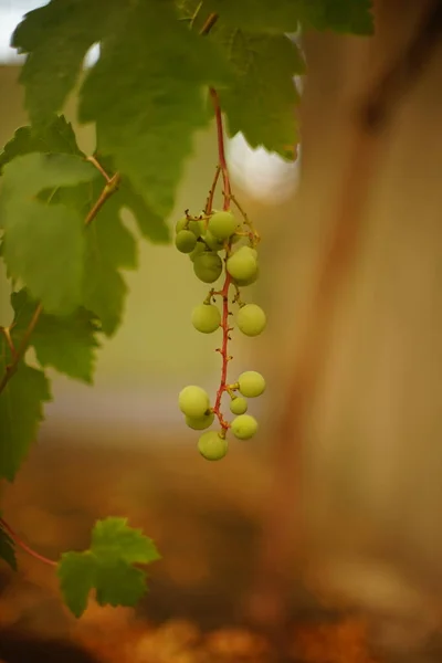Zielone Winogrona Dojrzewające Wiszą Gałęzi Ogrodzie Letnim — Zdjęcie stockowe