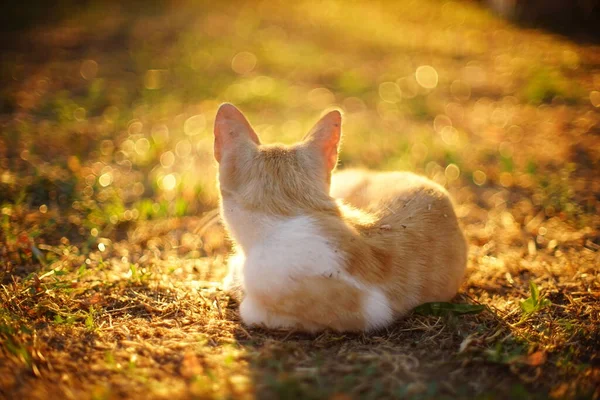 Gingembre Chat Blanc Détendre Dans Jardin Ensoleillé Coucher Soleil — Photo