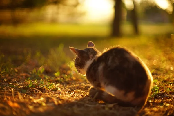 灰色の子猫は日当たりの良い日没の庭でリラックスします サイドビュー — ストック写真
