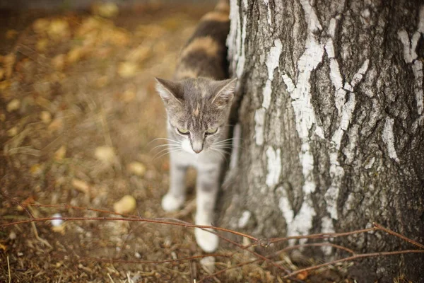 Ashy Kitty Walk Birch Tree Trunk Autumn — Stock Photo, Image