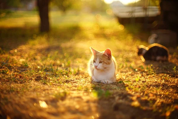 Ingwer Weiße Katze Ruht Sonnigen Garten Bei Sonnenuntergang Sommer — Stockfoto