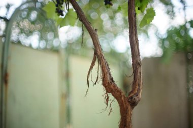 Yaz bahçesinde üzüm kabuğu, yumuşak seçici odak.