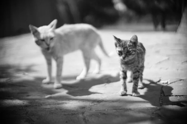 Lindo Tabby Gatito Gato Caminar Verano Jardín —  Fotos de Stock