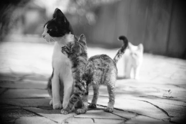 Mignon Chaton Tabby Maman Chaton Promenade Dans Jardin Été — Photo