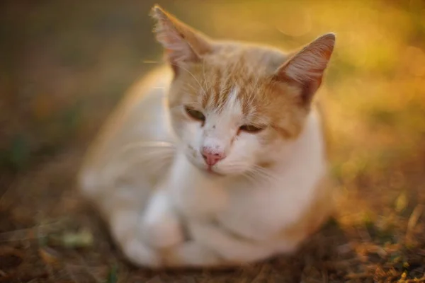 Gember Witte Kat Ontspannen Zonnige Zonsondergang Tuin Warm Zonlicht — Stockfoto