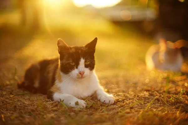 Tricolor Katze Entspannen Sonnigen Sonnenuntergang Garten Mit Warmem Sonnenlicht — Stockfoto