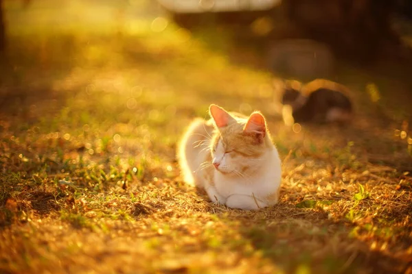Yazın güneşli bahçede dinlenen kızıl beyaz kedi..
