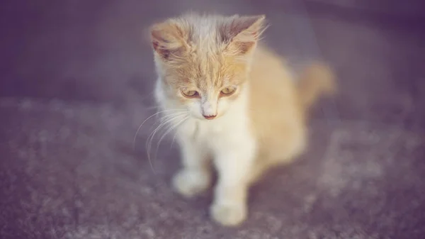 Güzel Pofuduk Bej Kedi Yavrusu Yolda Oturuyor — Stok fotoğraf