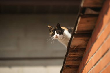 Üç renkli kedi çatıda yürüyor