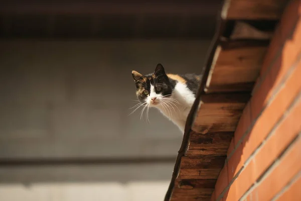 Прекрасная Трехцветная Кошка Гуляет Крыше — стоковое фото