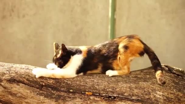 고양이가 그루터기의 줄기를 발톱으로 날카롭게 깎는다 — 비디오
