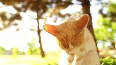 Kızıl beyaz kedi pençesi yaz bahçesinde kulağının arkasını tırmalıyor.