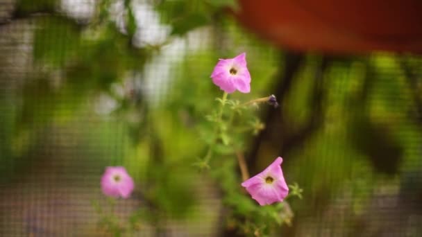 Rózsaszín petúnia virágok nőnek a nyári kertben, lágy művészeti fókusz — Stock videók