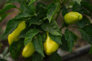 Yaz bahçesindeki çalılıklarda olgun yeşil biberler