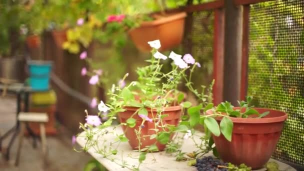 Sápadt Petúnia Virágok Nőnek Nyári Vidéki Kert Asztalon — Stock videók