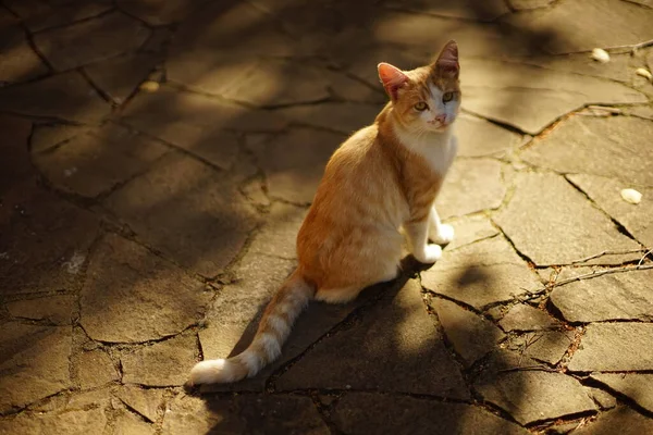 Charmant Chat Blanc Roux Assis Dans Jardin Automne — Photo