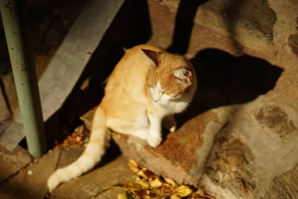 Sonbahar Bahçesinde Oturan Kızıl Beyaz Kedi — Stok fotoğraf