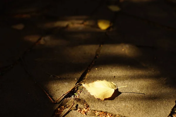 Foglia Betulla Secca Sulla Strada Pietra Scura Giorno Autunno Soleggiato — Foto Stock