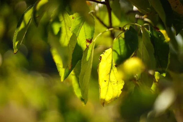 苹果树枝条上的绿叶和黄叶 — 图库照片