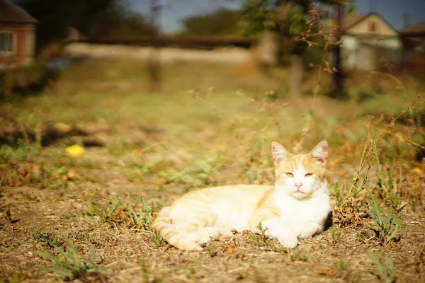 Jengibre blanco gato resto en soleado verano jardín — Foto de Stock