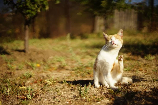 Ingwerweiße Katzenpfote kratzt im sonnigen Herbstgarten hinterm Ohr — Stockfoto