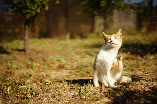 Kızıl beyaz kedi pençesi, güneşli sonbahar bahçesinde kulağının arkasını tırmalıyor.