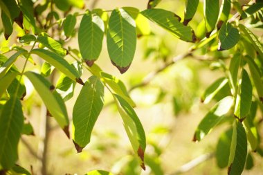ağaçta kuru kahverengi uçlu yeşil ceviz ağacı yaprakları